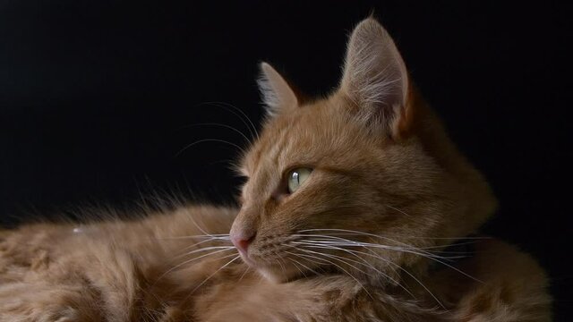 Confident ginger cat lying down watching surroundings. Slow motion camera movement 4k in a black background