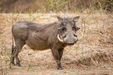 Naklejka na ściany i meble Male warthog walking through the dry riverbed.