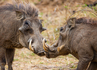 Naklejka na ściany i meble Male warthog walking through the dry riverbed.