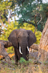 Fototapeta na wymiar Elephant Bull walking through the Zimbabwean Woodlands