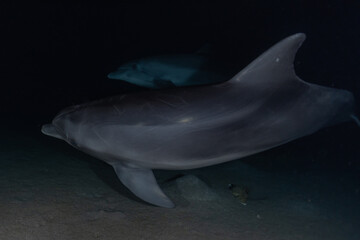 Naklejka premium Dolphin swimming with divers in the Red Sea, Eilat Israel 
