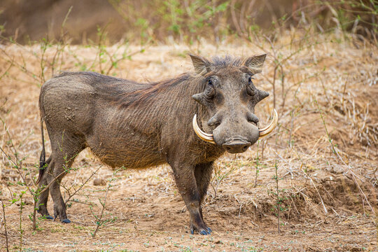 Male warthog walking through the dry riverbed.