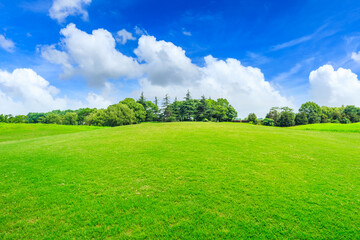 Green grass and forest in spring season.