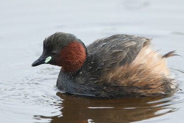  shy Little Grebe, Tachybaptus ruficollis, swimming on a river.	