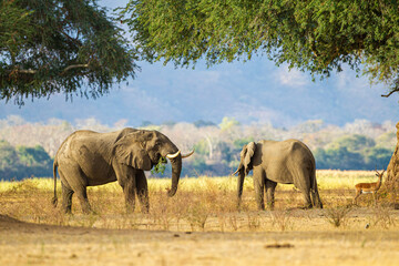 Fototapeta na wymiar Elephants feeding beneath the Anna Trees in Mana Pools