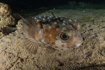 Fish swim in the Red Sea, colorful fish, Eilat Israel
