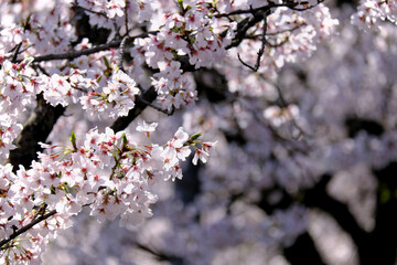 満開に咲いた桜のジャングル