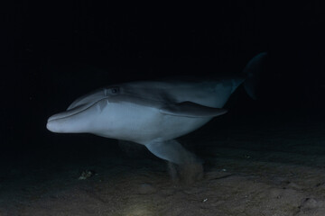 Fototapeta premium Dolphin swimming with divers in the Red Sea, Eilat Israel 