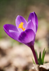 One purple crocus vernus flower bloomed in spring in April