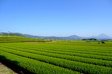 Fototapeta na wymiar 美しい開聞岳の見える知覧の茶畑の景色