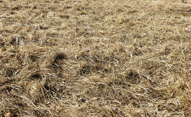 Background of various dried grass textures in the meadow in spring