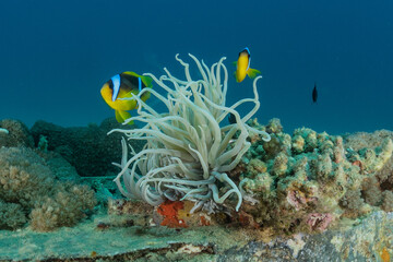Coral reef and water plants in the Red Sea, Eilat Israel
