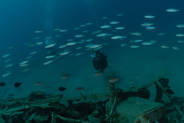 Fish swim in the Red Sea, colorful fish, Eilat Israel
