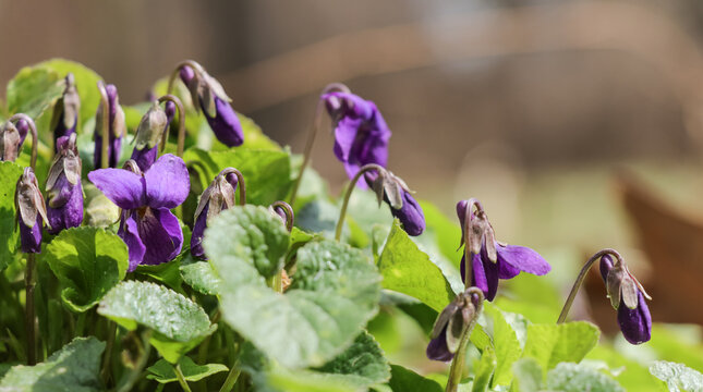 Bright purple flowers of Viola reichenbachiana in the forest on a sunny day