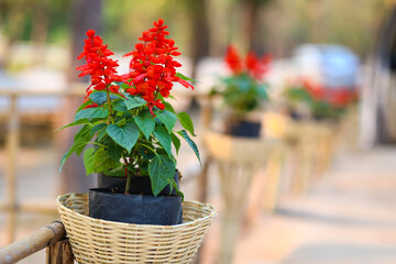 Red Salvia or Coccinea flowers in a black bag with a bamboo basket. 