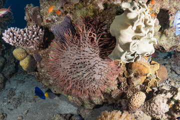 Coral reef and water plants in the Red Sea, Eilat Israel
