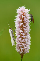 Hartheu-Spanner an Schlangen-Knöterich auf einer Wiese