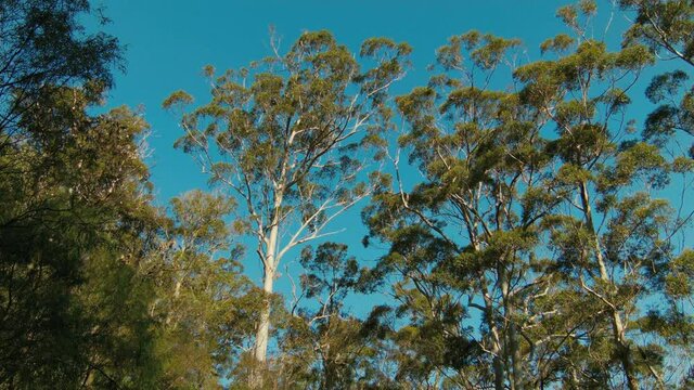 Looking up at the trees in a Karri forest in the Gloucester National Park near Pemberton, Western Australia.