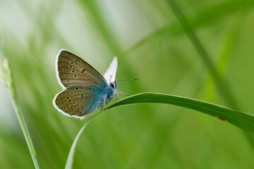 Polyommatus icarus - Hauhechel-Bläuling Männchen	