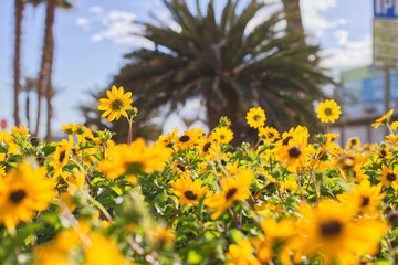 Yellow flowers, green trees and clear blue sky.