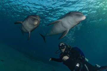 Fototapeta premium Dolphin swimming with divers in the Red Sea, Eilat Israel 