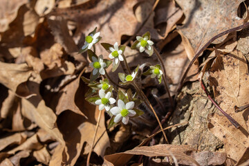 Close up view of a cluster of uncultivated native Sharp-lobed Hepatica wildflowers (anemone acutiloba) growing undisturbed in a North America woodland ravine in early spring