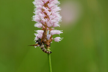 Fliegentöter (Entomophthora muscae, Syn.: Empusa muscae) 