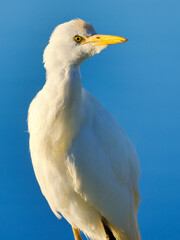 Close up portrait of a Cattle Egret against a blue sky. False Bay Nature Reserve, Cape Town, South Africa.