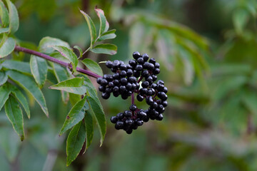 Elderberry plant fruit on a branch against background of vegetation green. Sunny autumn day. Front...