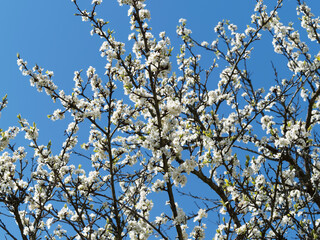 (Prunus domestica syriaca) Branches couvertes de grappes de fleurs à pétales blanc, calice vert et longues étamines du mirabellier ou prunier à mirabelles sous un ciel bleu printanier