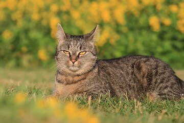 Naklejka na ściany i meble Beautiful tabby cat in the blooming meadow. Felis silvestris catus. beautiful european cat in the grass