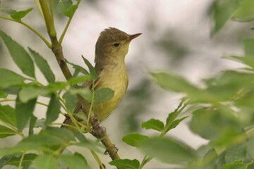 Icterine Warbler, Hippolais icterina sitting on the green twig. Wildlife scene from czech nature. Icterine warbler in the natural habitat. 