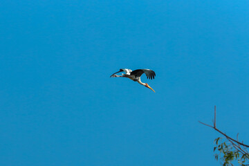 Indian birds from kerala