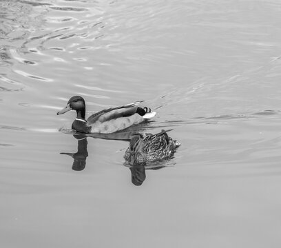 A drake and hen mallard duck (Anas platyrhynchos) swimming along the River Bure in the village of Horning in the heart of the Norfolk Broads