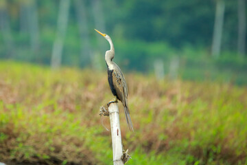 Indian birds from kerala