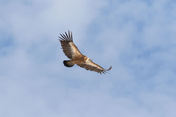 Griffon vulture flying over the valley
