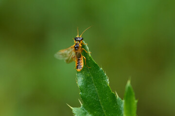 Feld-Blattwespe (Tenthredo campestris) 