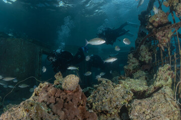 Fish swim in the Red Sea, colorful fish, Eilat Israel
