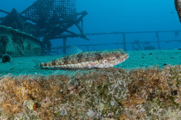 Fototapeta premium Fish swim in the Red Sea, colorful fish, Eilat Israel 