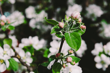 Flowering trees. Spring flowering. The apple tree is blooming. The girl in the apple trees.