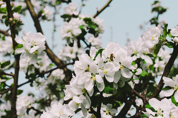 Flowering trees. Spring flowering. The apple tree is blooming. The girl in the apple trees.