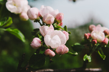 Flowering trees. Spring flowering. The apple tree is blooming. The girl in the apple trees.
