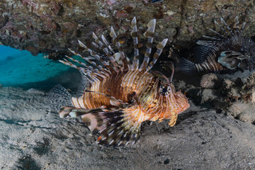 Lion fish in the Red Sea colorful fish, Eilat Israel
