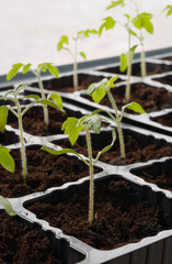 Tomato seedling. Organic tomatoes sprouts. Homegrown plants