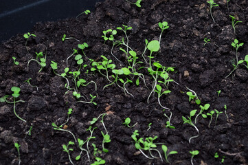close-up - small, weak and thin growing green seedlings