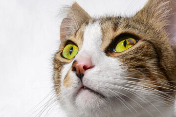Batty cat. Black white color cat, white background