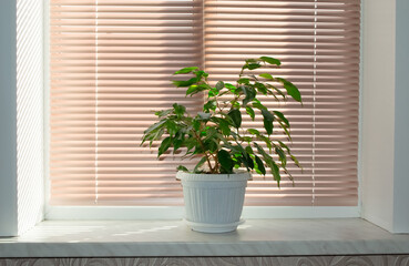 beautiful green flower ficus benjamin grows in a white pot on the window of the house, complements the interior of the blinds