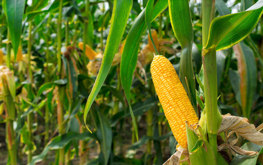 corn field in sunset