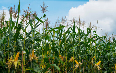 corn field in sunset