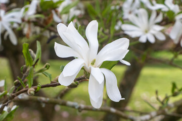 Obraz na płótnie Canvas White magnolia flowers in a garden during spring